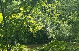 Teren extravilan, 10000 mp, Vicovu de Sus