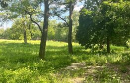 Teren extravilan, 10000 mp, Vicovu de Sus