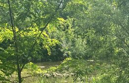 Teren extravilan, 10000 mp, Vicovu de Sus