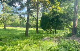 Teren extravilan, 10000 mp, Vicovu de Sus