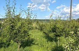 Casă individuală elegantă, cu grădină matură și teren generos – Călinești