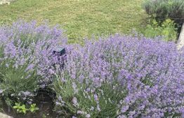 Casă de vânzare în Voroneț, 250 mp