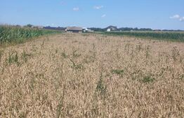 Teren intravilan, 10000mp, zona Maneuti, Radauti