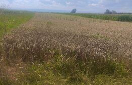 Teren intravilan, 10000mp, zona Maneuti, Radauti