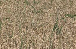 Teren intravilan, 10000mp, zona Maneuti, Radauti