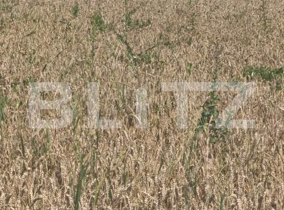 Teren de vânzare Maneuti - 174991TV | BLITZ Suceava | Poza3