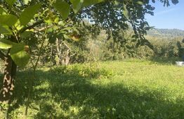 Teren in Doroteia, Plutonița, 3880 mp, intravilan 