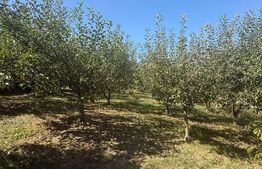 Teren intravilan, 2232 mp, Lisaura