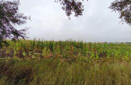 Teren intravilan, 5200mp, front 27ml, Fratautii Vechi, Radauti