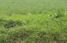 Teren intravilan, 1213 mp, front 24 ml, la ieșirea din Suceava - Plopeni