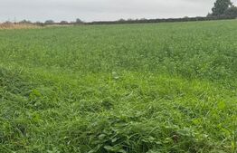 Teren de vânzare Siret - 155057TV | BLITZ Suceava | Poza4