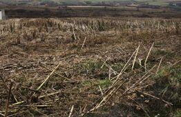 Teren intravilan, 5000 mp, Siret