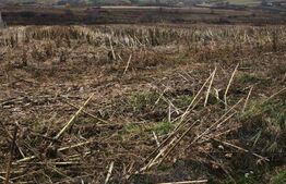 Teren intravilan, 5000mp, Siret