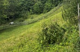 Teren intravilan de vânzare, 6500mp + o casă bătrânească, în Voroneț