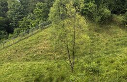 Teren intravilan de vânzare, 6500mp + o casă bătrânească, în Voroneț