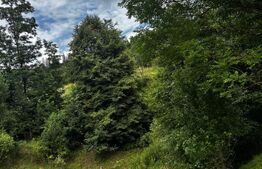 Teren intravilan de vânzare, 6500mp + o casă bătrânească, în Voroneț