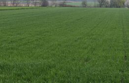 Teren 6000mp, 30 ml deschidere la DN 2H, Horodnic de Jos, Radauti