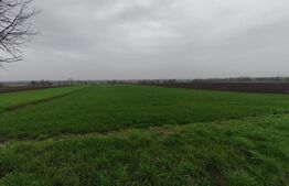 Teren 6000mp, 30 ml deschidere la DN 2H, Horodnic de Jos, Radauti