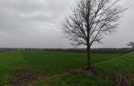 Teren 6000mp, 30 ml deschidere la DN 2H, Horodnic de Jos, Radauti