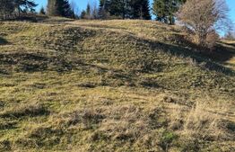 Teren în Vama, județul Suceava, Bucovina, intravilan + extravilan 