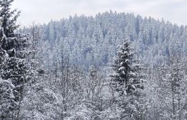 Teren intravilan, 22600mp, zona Manastirea Sucevita