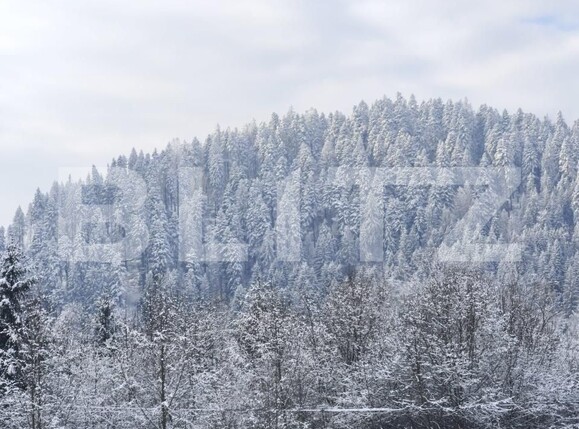Teren de vânzare sucevita - 187025TV | BLITZ Suceava | Poza3