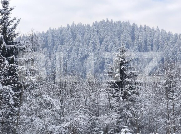 Teren de vânzare sucevita - 187025TV | BLITZ Suceava | Poza7