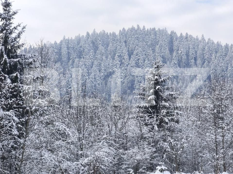 Teren de vânzare sucevita - 187025TV | BLITZ Suceava | Poza7