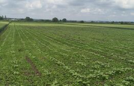 Teren intravilan, zona Scruntari, 8700mp, 30ml front stradal, Radauti