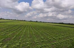 Teren intravilan, zona Scruntari, 8700mp, 30ml front stradal, Radauti