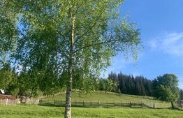Teren intravilan in Vatra Dornei, 2000 mp