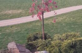 Casa/Vila 236 mp utili, 2743 mp teren, zona Mereni - Salcea