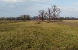 Casa batraneasca, teren 5400 mp, Fratautii Vechi