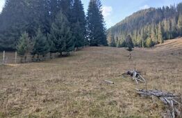 Teren intravilan în Dorna Arini, 1.25 ha, bonus 20 ari teren extravilan pădure
