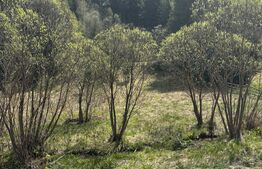 Teren în Vatra Dornei, str Roșu, 8450 mp, extravilan + intravilan 