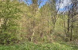 Teren extravilan, 2.8 ha, în zona Șandru, Câmpulung Moldovenesc