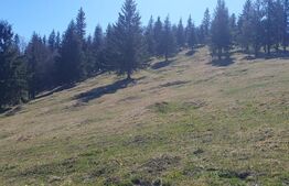 Teren extravilan, cu o suprafata generoasa de 206.189 mp in Dorna Candrenilor