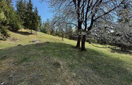 Teren intravilan si extravilan  23.000 mp, front 150 ml, Sadova - Bucovina 