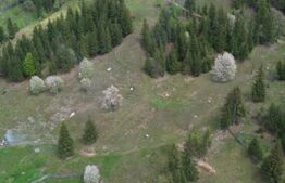 Teren intravilan si extravilan  23.000 mp, front 150 ml, Sadova - Bucovina 