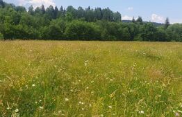 Teren 10.000 mp, intravilan, zona Neagra Sarului