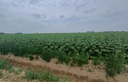 Teren intravilan de vanzare, parcelat, 11379 mp, Salcea