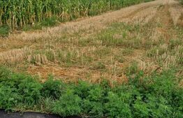 Teren de vanzare intravilan, 6 parcele, zona Salcea