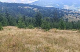 Teren pasune impadurita 42.152 mp, zona Saru Dornei - Vatra Dornei