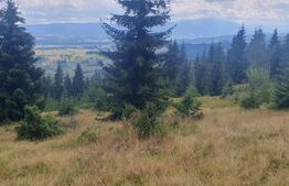 Teren pasune impadurita 42.152 mp, zona Saru Dornei - Vatra Dornei