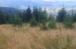 Teren pasune impadurita 42.152 mp, zona Saru Dornei - Vatra Dornei