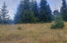 Teren pasune impadurita 42.152 mp, zona Saru Dornei - Vatra Dornei