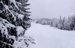 Domeniu schiabil-Partia Mestecanis, 28ha teren, zona Mestecanis