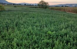 Teren intravilan de vaznare, 2.818 mp, zona Capu Campului