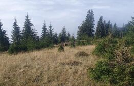 Teren extravilan, 50.000 mp, zona Vatra Dornei