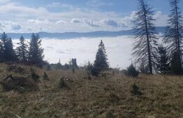 Teren extravilan, 50.000 mp, zona Vatra Dornei